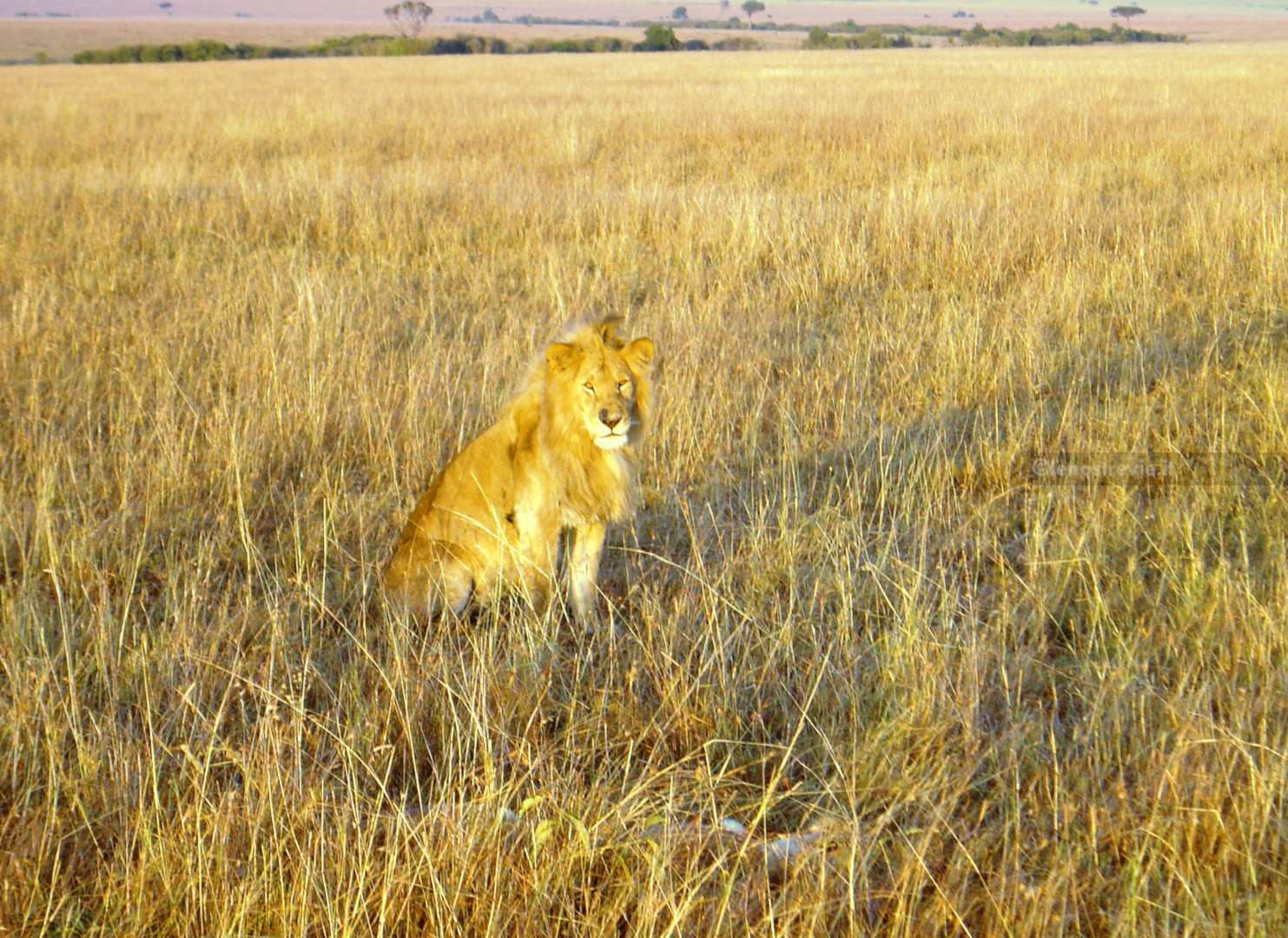 Masai Mara