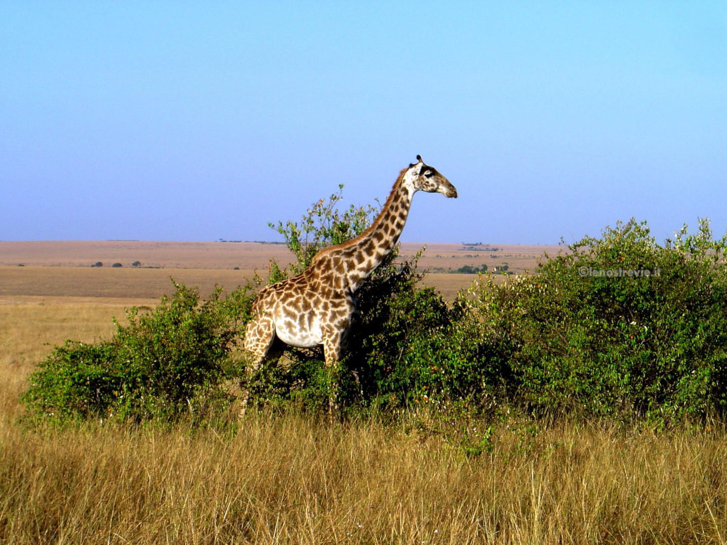 Giro in: Kenya