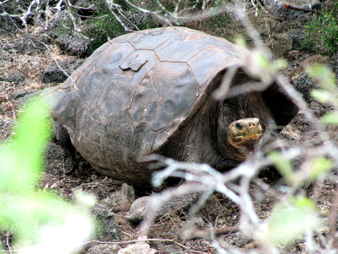 Giro in: Galapagos